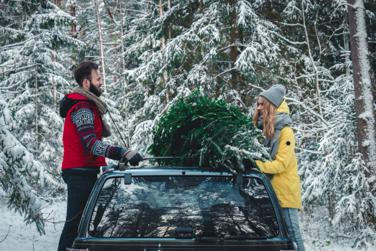 Famous Christmas Tree Permits Colorado 2022 Pictures World Map